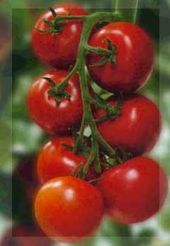 No existe riesgo para el tomate español con la ampliación de la Unión Europea