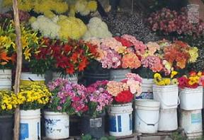 El Ayuntamiento de Almuñécar dota de módulos a los puestos de flores del mercado municipal