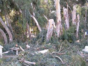 La vicesecretaria general del PP de Motril, Angeles López, afirma que el equipo de gobierno está talando árboles de manera indiscriminada