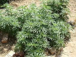 Un año y ocho meses de prisión para un vecino de Vélez de Benaudalla por cultivar plantas de cannabis