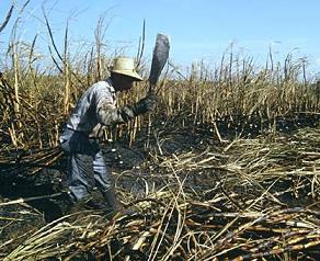 Alejandro Espinosa: Si la fábrica se acoge a la OCM del azúcar la zafra de 2006 será la última