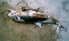 Un delfín de dos metros de largo aparece muerto en la playa de Torrenueva