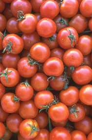 Científicos granadinos han identificado genes del tomate que mejoran su nutrición y toleran niveles altos de sal
