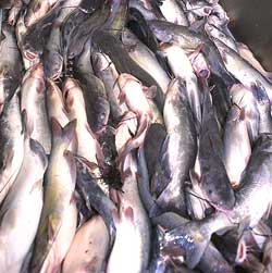 MAPA y FEMP Colaboran para verificar tallas mínimas y etiquetado del pescado fresco
