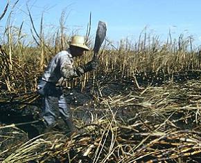 La producción de caña de azúcar rondará las 43.000 toneladas para la campaña 2005-06