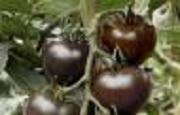 Hortícola Guadalfeo produjo el pasado año más de 200 toneladas de tomate negro