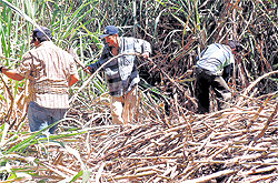 El cultivo de la caña de azúcar, ante su última recolección tras más de mil años en las costas granadina y malagueña