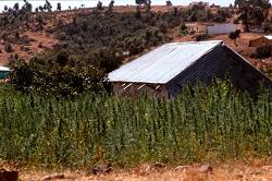 Detenidas dos personas por cultivar marihuana en un cortijo de Torvizcón