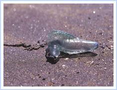 Una plaga de medusas obligó ayer a prohibir el baño en la playas de Carchuna y Calahonda