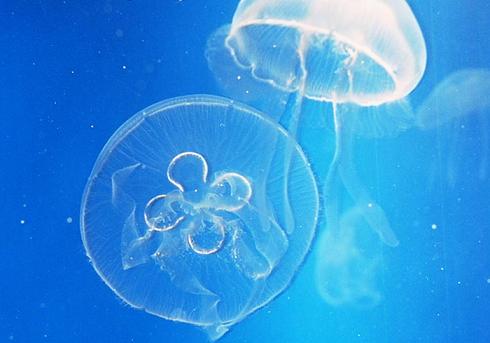 Las medusas seguirán en las costas mediterráneas todo el verano