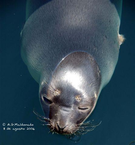 Una foca fue localizada en La Herradura