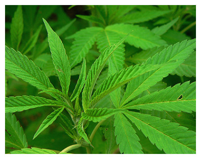 El Juzgado de lo Penal  de Motril  ha condenado a un año de prisión y al pago de una multa de 1.500 euros a un vecino de la Herradura que tenía  doce plantas de marihuana