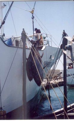 Los barcos de cerco de Motril en huelga por la talla mínima que se le exige al jurel