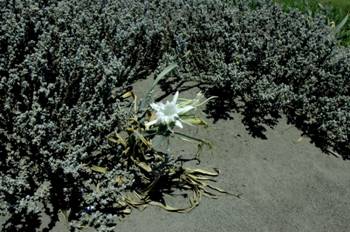 Según la Asociación Buxus la azucena florece de nuevo en las playas de Motril