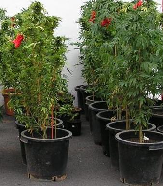 Incautan plantaciones de marihuana en Albuñol