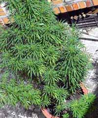 Detenido en Cáñar por cultivar en su cortijo plantas de marihuana