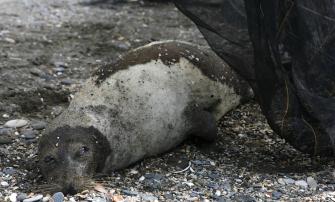 Un foca en la playa de Torrenueva de Motril