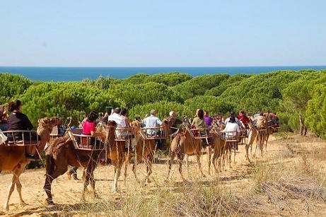 Los discapacitados disfrutarán del Parque Dunar de Doñana en camello