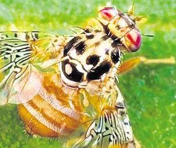 Un biosecticida acabará con la mosca del Mediterráneo