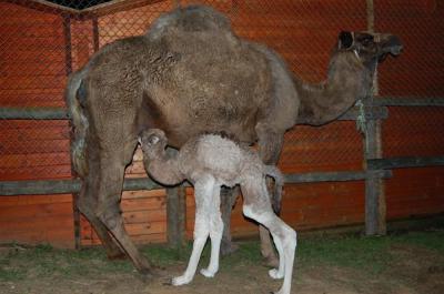 Nace el segundo camello en la historia del Parque Dunar de Doñana
