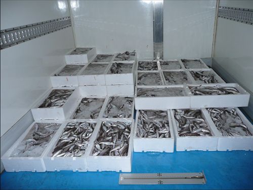 La Lonja pesquera de Motril vendió 1,3 millones de kilos de pescado
