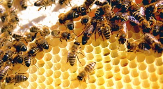 Los apicultores de la provincia se reunen mañana domingo en Vélez de Benaudalla