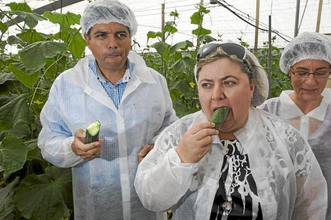 El sector agrícola dice que pierde 200 millones a la semana. La costa de Granada se ve muy afectada en la crisis del pepino