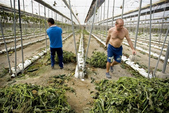 Bruselas espera acordar mañana las ayudas para los agricultores del sector hortofrutícola