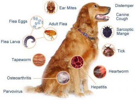 Arranca la campaña de vacunación de perros 2011