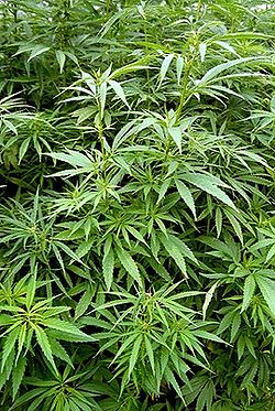 La Guardia Civil desmantela una plantación de cannabis en Orgiva