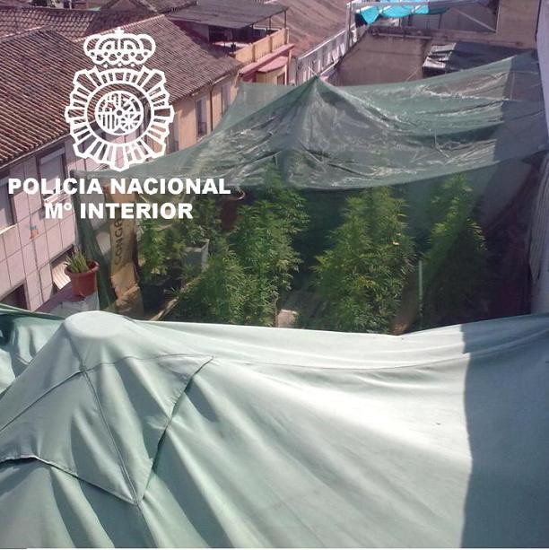 La Policía Nacional desmantela un piso invernadero con marihuana deteniendo a tres personas
