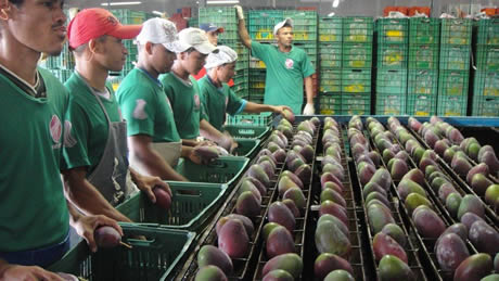 Los agricultores de la Costa plantan entre 2010 y 2011 más de 40.000 árboles de mango