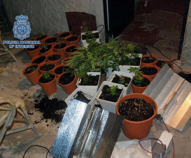 Dentro de la Operación Chirimoya 2011 la Policía Nacional de Motril detiene a una persona por tenencia y cultivo de Cannabis Sativa