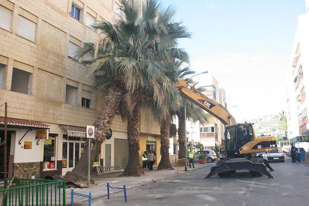 El Ayuntamiento de Almuñécar retira y trasplanta las palmeras de la calle Pablo Iglesias por los daños que provocaban en el acerado e infraestructura