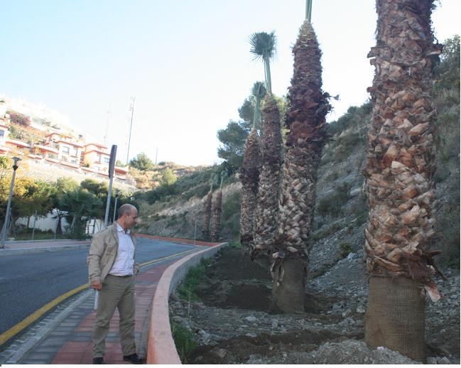Las palmeras retiradas de la calle Pablo Iglesias han sido plantadas en la Cuesta Godoy