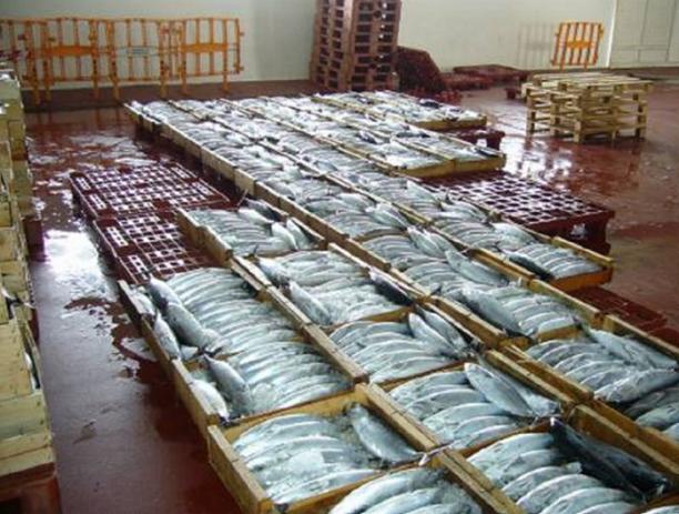 La lonja pesquera de Motril informatiza la compra y venta de pescado