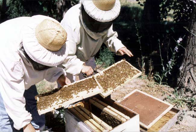 Los apicultores de la provincia se reunen en Vélez de Benaudalla en su asamblea anual
