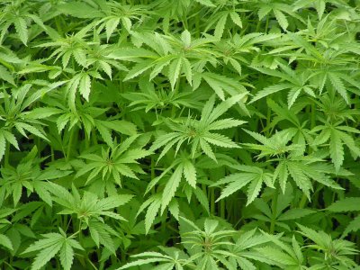 Tres años de prisión por cultivar marihuana en varias casas de Motril