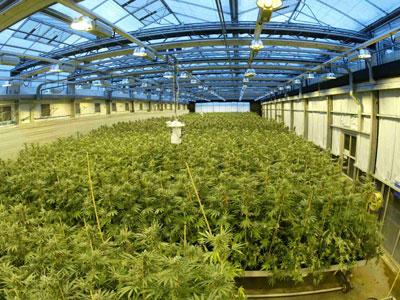 Tres años de prisión por cultivar cannabis en un invernadero de Albuñol