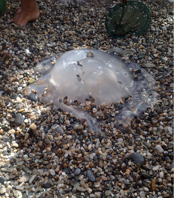 Las medusas gigantes veranean por la Costa de Granada