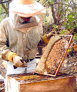 Granada ha recibido 150.765 euros para 145 apicultores para la mejora de la comercialización y producción de la miel