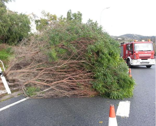 El viento provocó varias  caídas de árboles este pasado fin de semana en el municipio sexitano