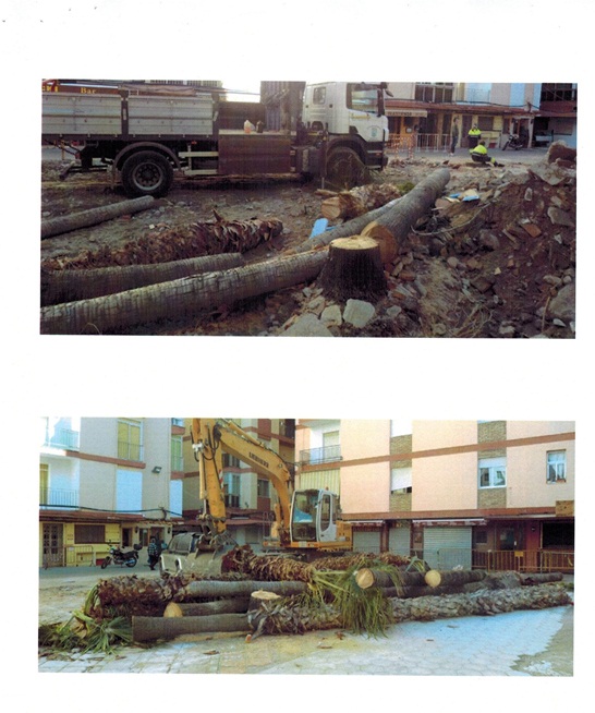 AMES critica la tala de árboles en la plaza de Kelibia en Almuñécar