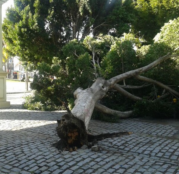 El viento provoca la caída de un gran árbol ficus en el paseo Blas Infante de Almuñécar