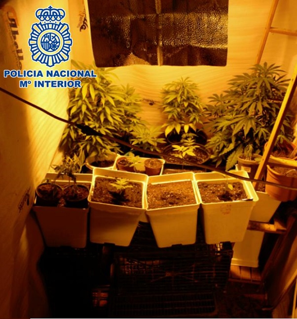 La Policía Nacional desmantela un  invernadero indoor de Marihuana instalado en una vivienda que había ocupado