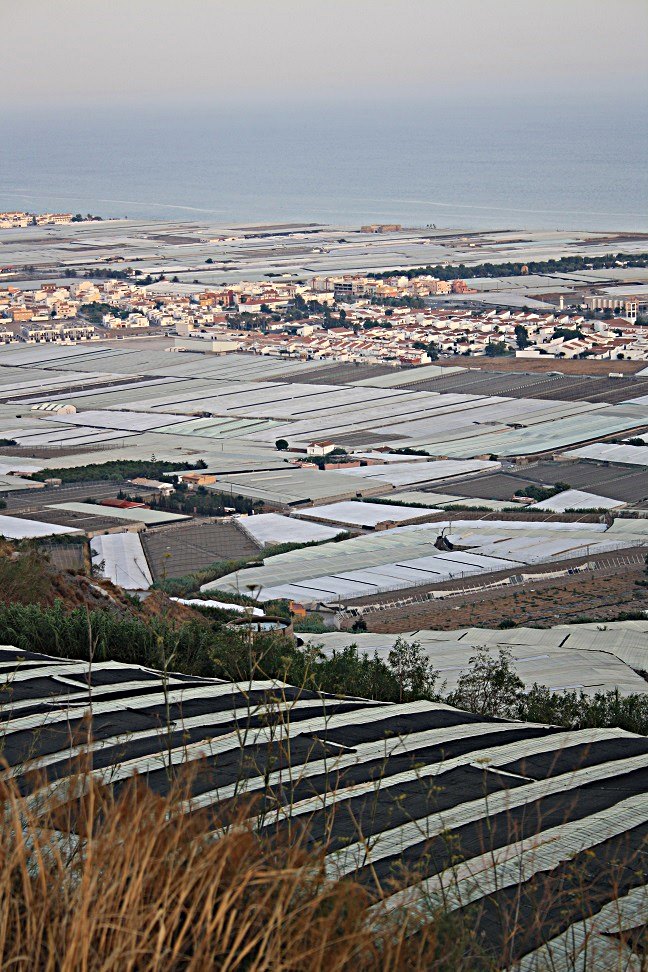 Se inicia en la costa de Granada una nueva campaña agrícola con un aumento de la superficie tanto en invernaderos como al aire libre