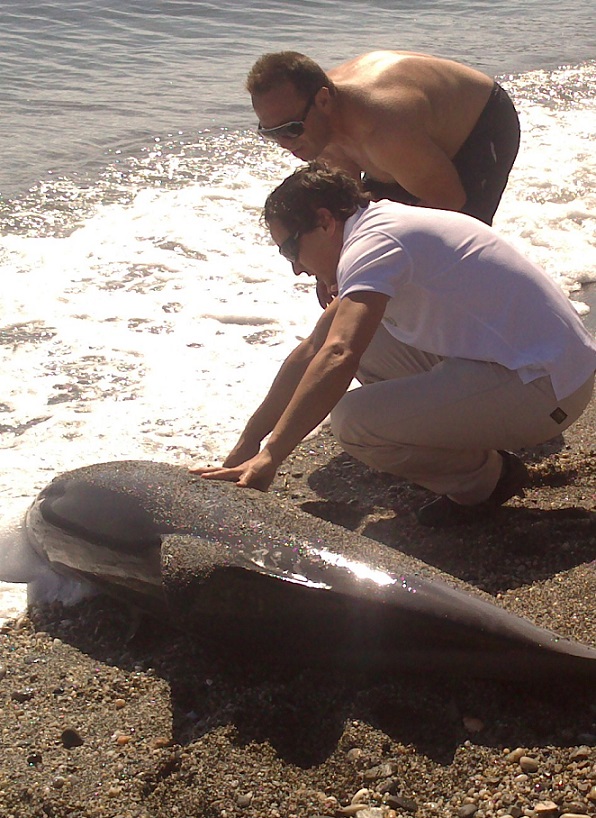 Aparece un delfín  muerto de casi dos metros en la playa almuñequera de Cabria