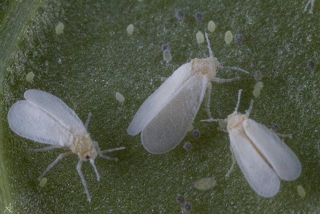 Koppert recomienda extremar el control de mosca blanca en hortícolas para evitar virus que merman la cosecha