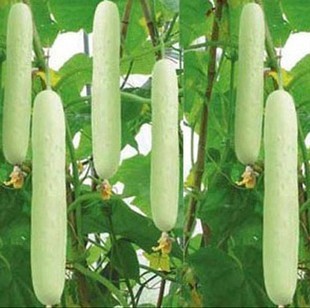 Zayintec desarrolla en Almería la nueva variedad de pepino blanco que triunfa en la distribución holandesa