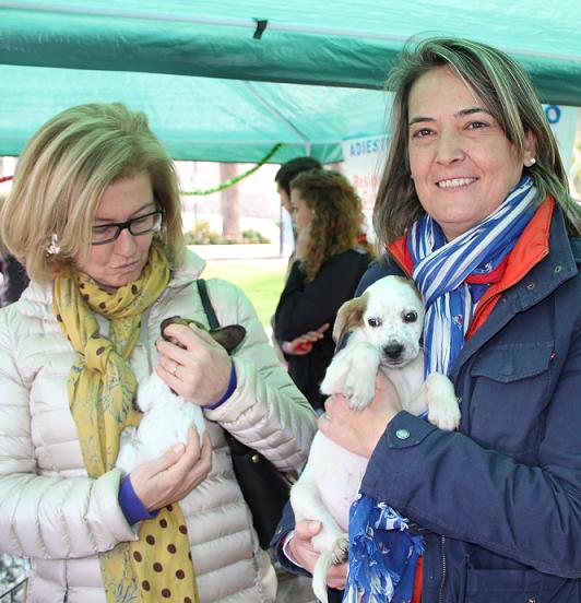 La campaña municipal navideña para la adopción de animales concluye con la acogida de 65 perros